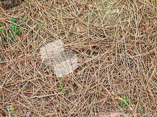 Image of Cypress tree needles