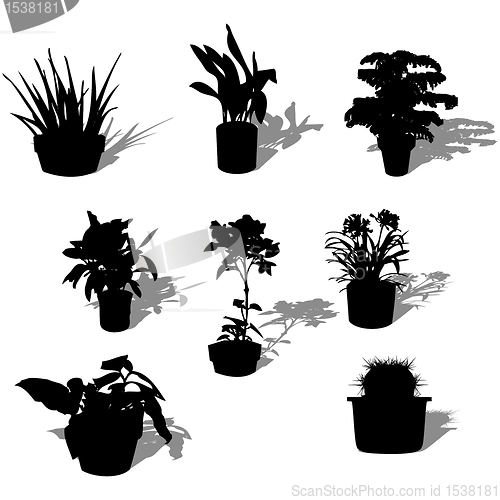 Image of Potted plants over white