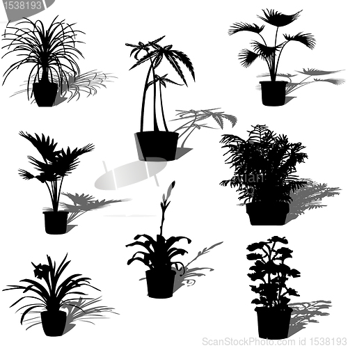 Image of Potted plants