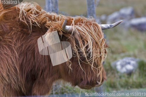 Image of highland cattle