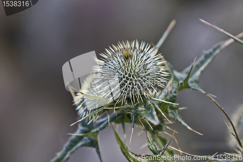 Image of thistle in blurred background