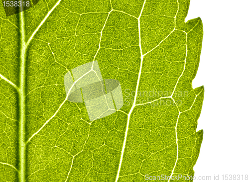 Image of green leaf with structure in close up
