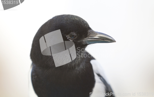 Image of head of magpie