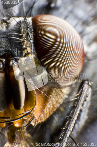 Image of half portrait of fly