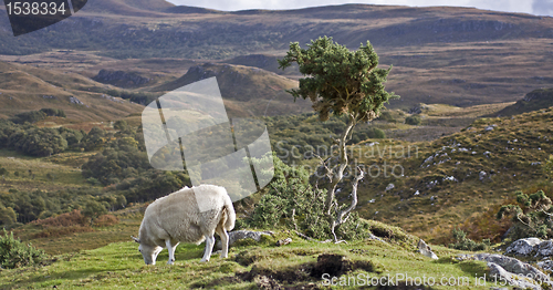 Image of single sheep on hill in scotland