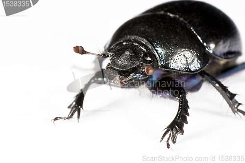 Image of black bug in upper left corner