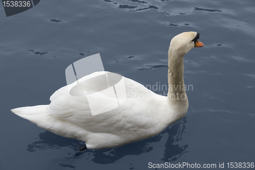 Image of swimming white swan