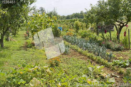 Image of allotment garden