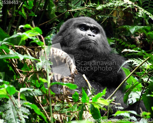 Image of Gorilla in the jungle
