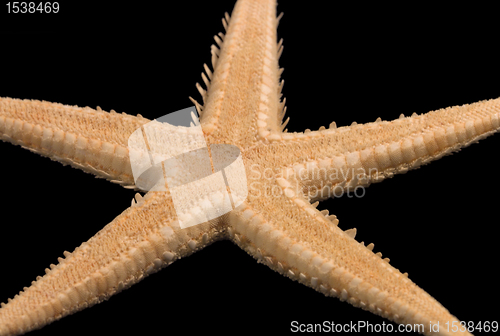 Image of starfish on black