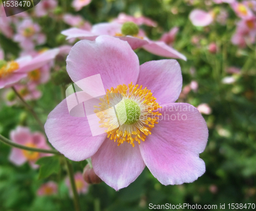 Image of pink flowers