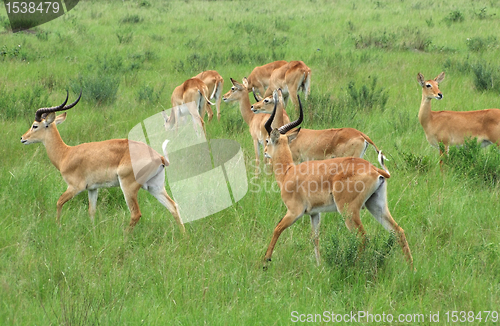 Image of Uganda Kobs in grassy vegetation