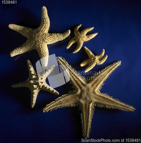 Image of starfish arrangement