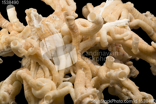 Image of serpulid worm tubes