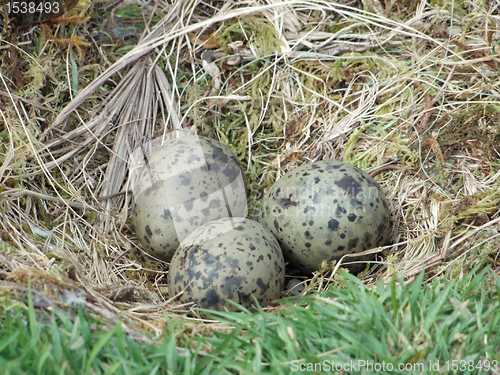 Image of seagulls nest