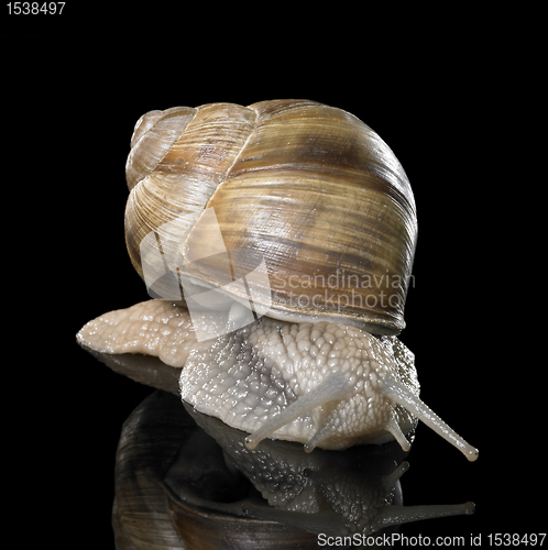 Image of Grapevine snail on black