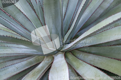 Image of succulent plant detail