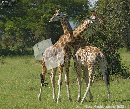 Image of male Giraffes at fight
