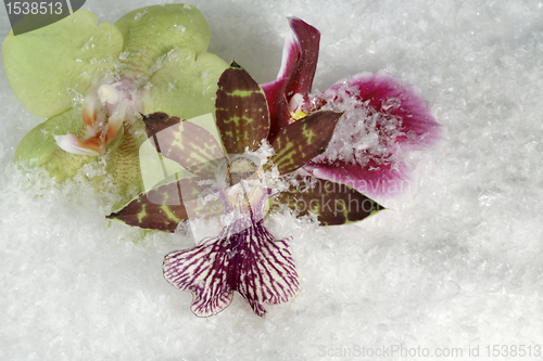 Image of three orchid flowers in the snow