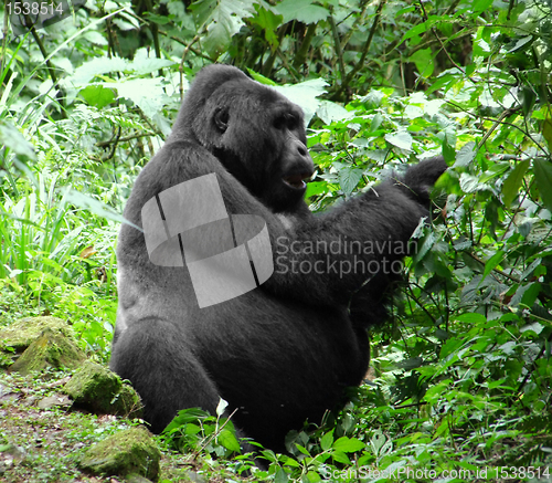 Image of Gorilla in the jungle