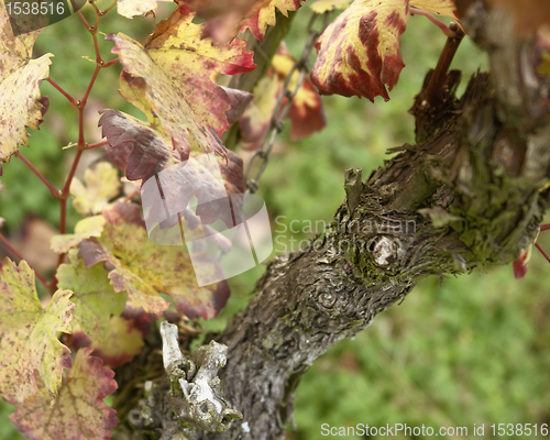 Image of colorful grapevine detail