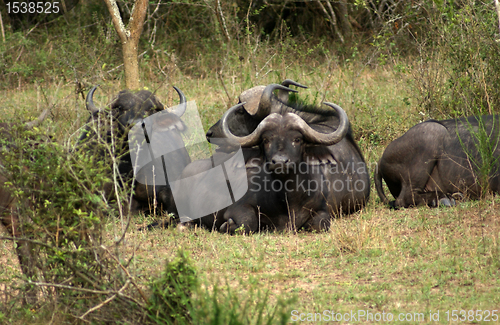 Image of African Buffalos resting on the ground