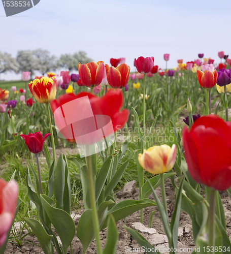 Image of colorful field of tulips