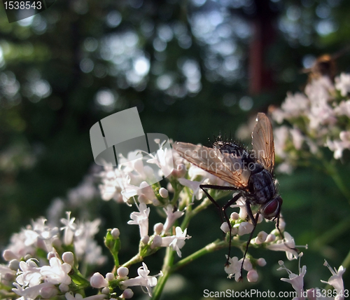 Image of flesh-fly on sunny flowers