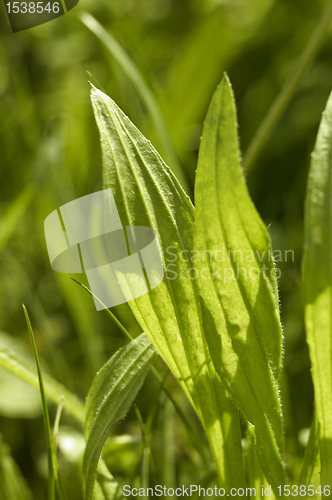 Image of ribwort plantain leaves