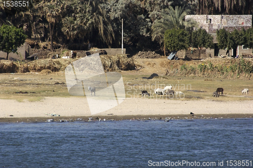Image of rural scenery between Aswan and Luxor