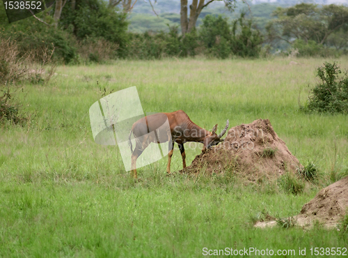 Image of Common Tsessebe in the savannah