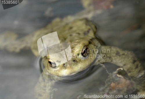 Image of common toad portrait