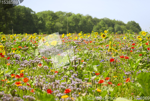Image of flowering meadow