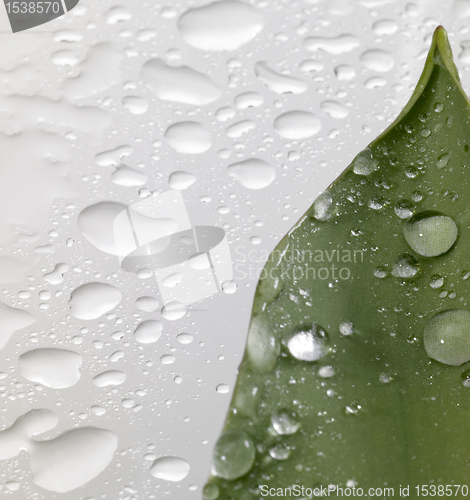 Image of leaf and drops