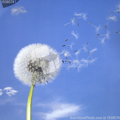 Image of dandelion blowball and flying seeds