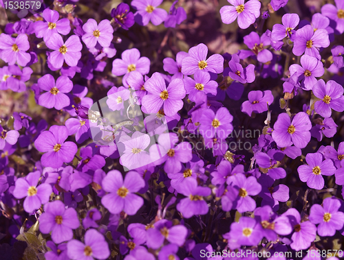 Image of violet flower back