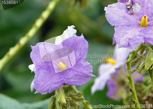 Image of violet flowers in Africa