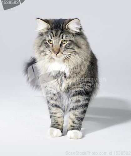 Image of tabby Norwegian Forest cat