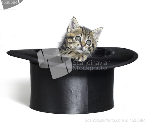 Image of kitten looking out of a black top hat