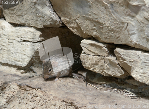 Image of striped grass mouse