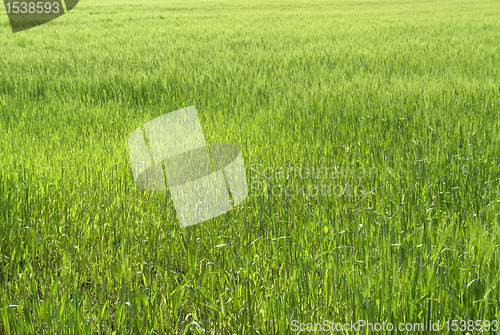 Image of full frame grassland