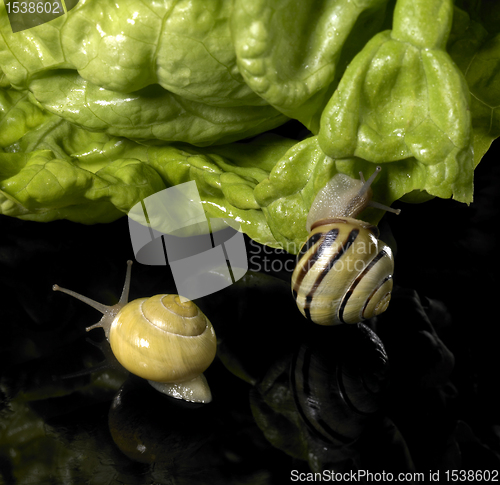 Image of Grove snails and green salad leaf