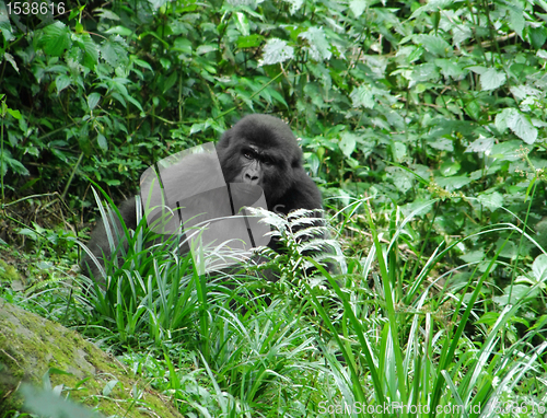 Image of Gorilla in green vegetation