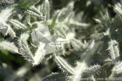 Image of thistle leaves detail