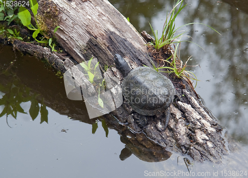 Image of European pond terrapin