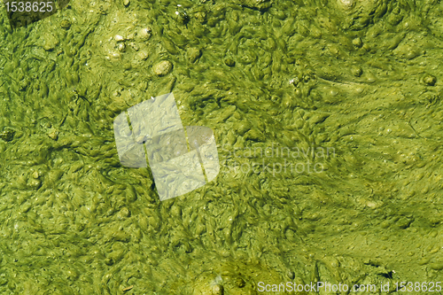 Image of green slime with small bubbles