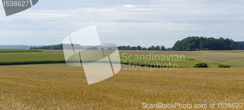 Image of rural pictorial agriculture scenery at summer time