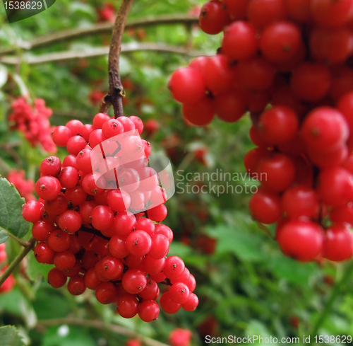 Image of red berries