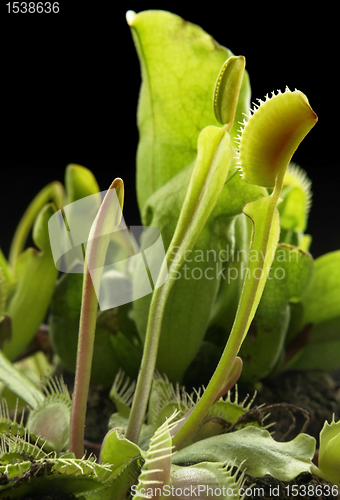 Image of carnivorous plants