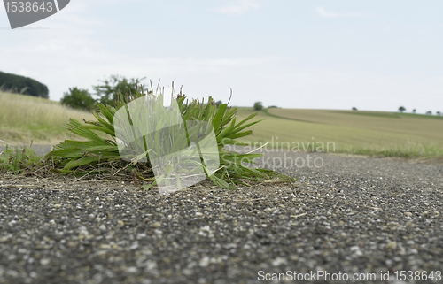 Image of tarmac surrounded plant